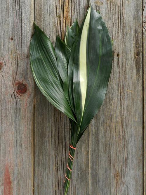 ASPIDISTRA LEAVES  VARIGATED GREENS